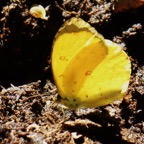 Eurema floricola ceres sur bouse de vache (2).JPG