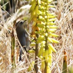oiseau blanc butinant un aloes exotique.JPG