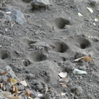 pièges de fourmilions.JPG