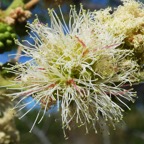 Pithecellobium dulce (1).JPG
