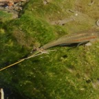 Xipphophorus (3).JPG