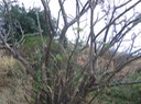 Pion d'Inde IMG_4705