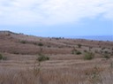Savane IMG_4725