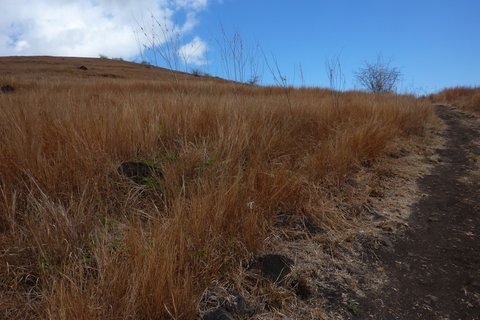 2012-09-dockers et plantes 080
