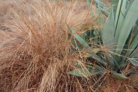 2012-09-dockers et plantes 073