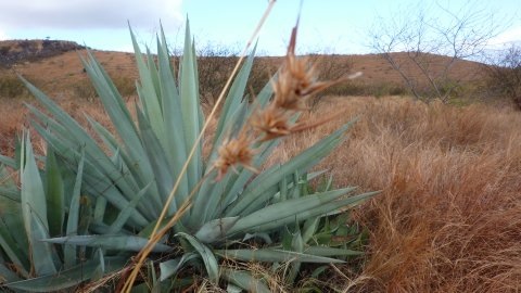 2012-09-dockers et plantes 072