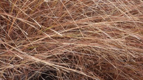 2012-09-dockers et plantes 069