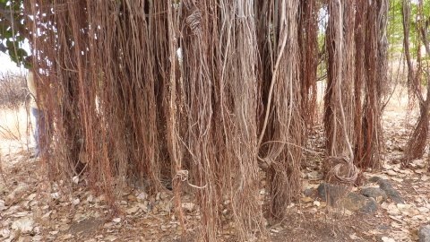 2012-09-dockers et plantes 059