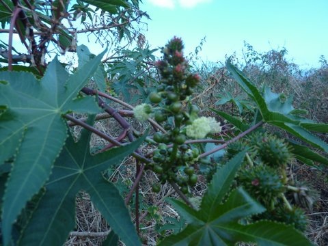 2012-09-dockers et plantes 057