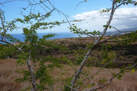 2012-09-dockers et plantes 082
