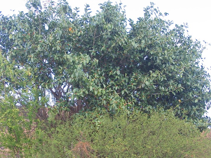 IMG 0004