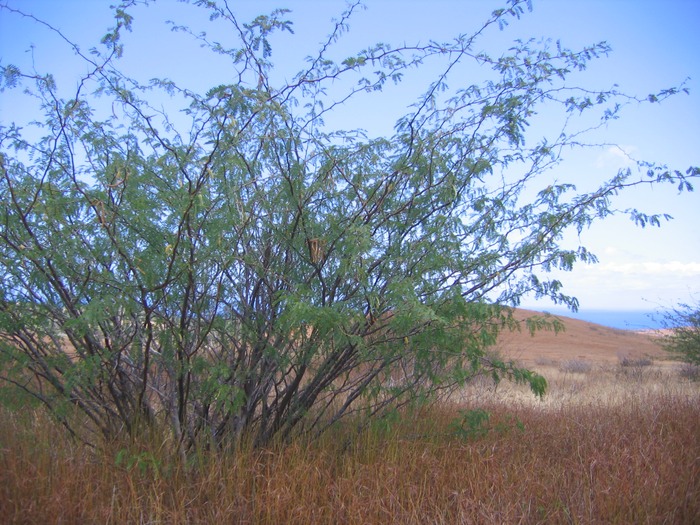 IMG 0023