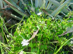 10. Thunbergia laevis Nees. - Bec martin. Liane toupie. - Acanthaceae - Asie