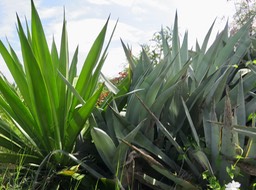 11. ??? IMG_2555.JPG