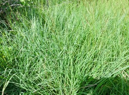 12. ??? IMG_2556.JPG