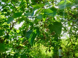 16. Jatropha curcas - Pion d'Inde - Euphorbiaceae  - Brésil !   IMG_2563.JPG