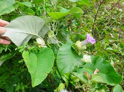 18. Argyreia nervosa - Liane d'argent - Convolvulaceae - exo. IMG_2566.JPG
