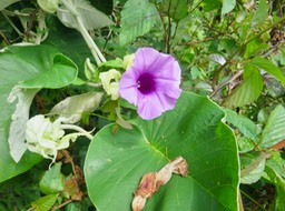 19. Argyreia nervosa - Liane d'argent - Convolvulaceae - exo. IMG_2567.JPG