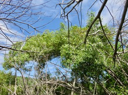 23. ??? Olea europaea - Bois d'olive noir - Oleacée - I IMG_2575.JPG