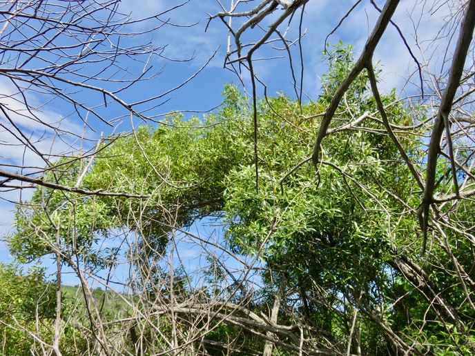 23. ??? Olea europaea - Bois d'olive noir - Oleacée - I IMG_2575.JPG