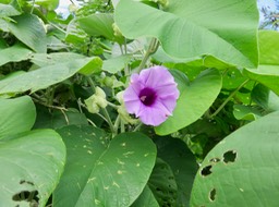 25. Argyreia nervosa - Liane d'argent - Convolvulaceae - exo. IMG_2577.JPG