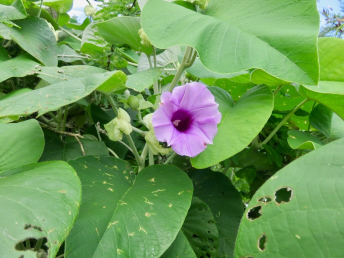 25. Argyreia nervosa - Liane d'argent - Convolvulaceae - exo. IMG_2577.JPG