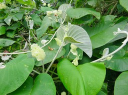 26. Argyreia nervosa - Liane d'argent - Convolvulaceae - exo. IMG_2578.JPG