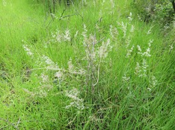 27. ??? IMG_2580.JPG
