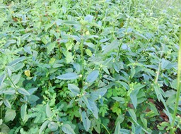3. ??? Malvastrum coromandelianum (L.) Garcke - Herbe dure  - Malvaceae - Origine : Amérique du Nord