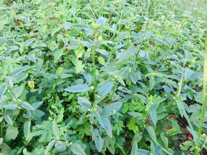 3. ??? Malvastrum coromandelianum (L.) Garcke - Herbe dure  - Malvaceae - Origine : Amérique du Nord