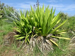 5. Choca vert IMG_2547.JPG