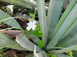 8. Thunbergia laevis Nees. - Bec martin. Liane toupie. - Acanthaceae - Asie IMG_2551.JPG