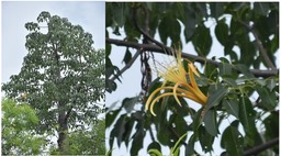 Adansonia za baill - Baobab de Madagascar - MALVACEAE - Endémique de Madagascar