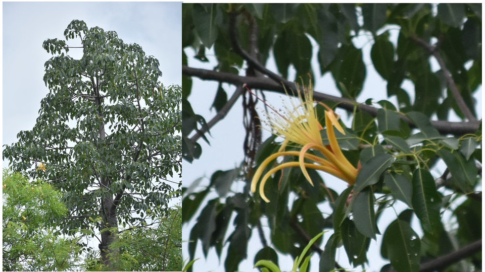 Adansonia za baill - Baobab de Madagascar - MALVACEAE - Endémique de Madagascar