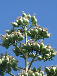 Agave angustifolia la hampe porte des fruits et non des bulbilles