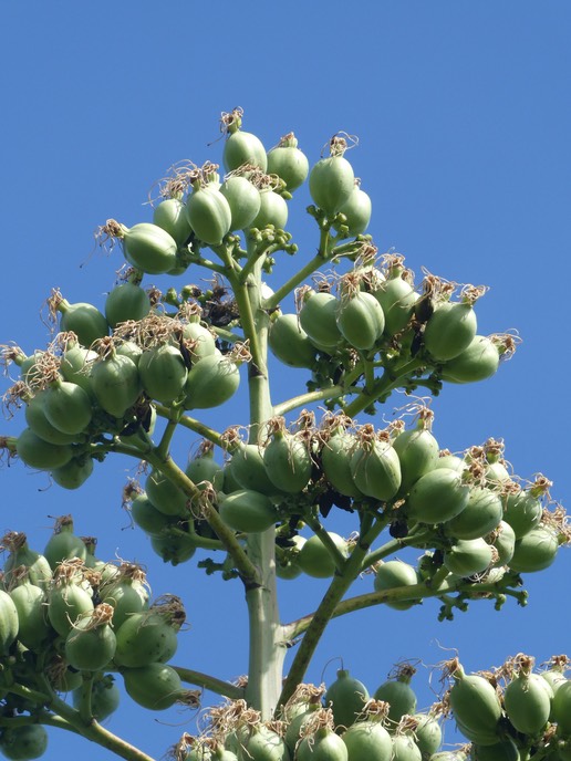 Agave angustifolia la hampe porte des fruits et non des bulbilles