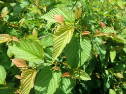Alnus acuminatus (2)
