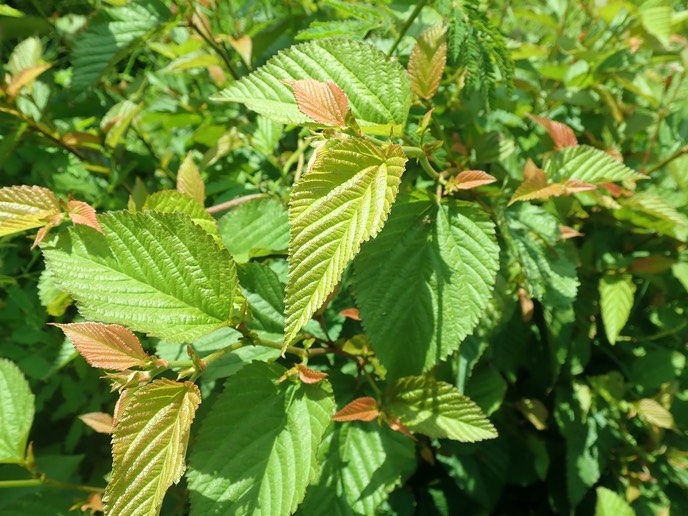 Alnus acuminatus (2)