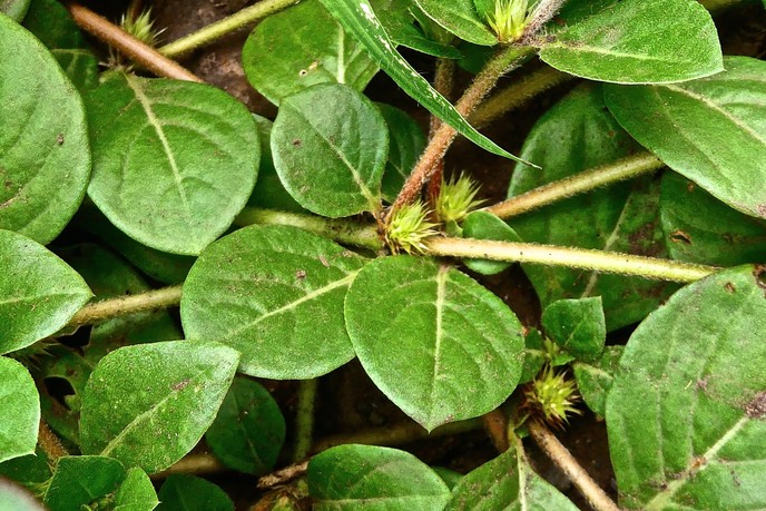 Alternanthera pungens.brède emballage à piquants.amaranthaceae.espèce envahissante.P1025809