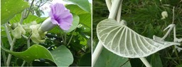 Argyreae nervosa - Liane d'argent - CONVOLVULACEAE - Inde