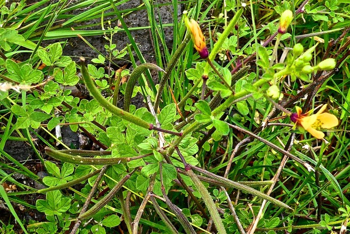 Arivela viscosa ( Cleome viscosa ) cléome visqueux. pissat de chien.cleomaceae .potentiellement envahissante.P1025824
