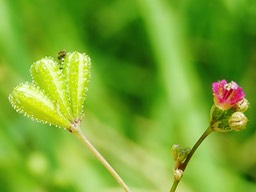 Boerhavia coccinea (6)