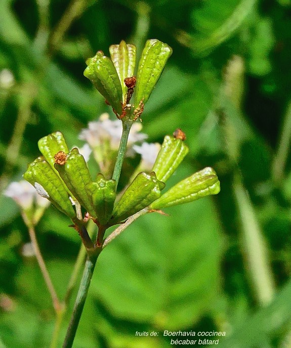 Boerhavia coccinea .bécabar bâtard.( fruits ) nyctaginaceae.espèce envahissante.P1025655