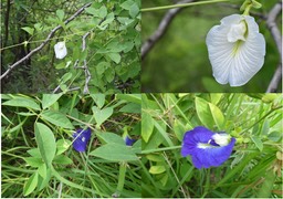 Clitoria ternatea - Liane madame - FABACEAE - EE