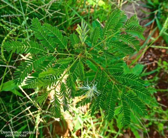 Desmanthus virgatus .petit mimosa.fabaceae.espèce envahissante . P1025477