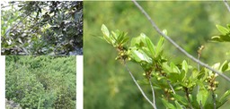 Doratoxylon apetalum - Bois de gaulette - SAPINDACEAE - Indigène Réunion