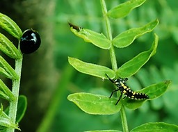 Exochomus laeviusculus a gauche et larve de  Olla v-nigrum sur Leucaena leucocephala