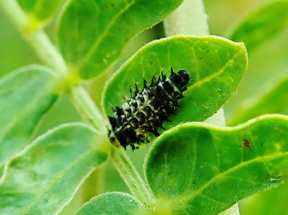 Exochomus laeviusculus larve sur Leucaena leucocephala (1)