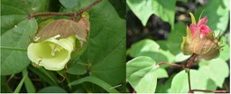 Gossypium herbaceum - Cotonnier (à droite après fécondation) - MALVACEAE - EE 