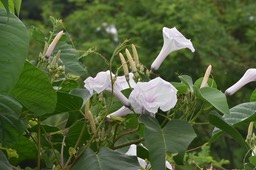 Ipomea carnea - CONVOLVULACEAE - EE